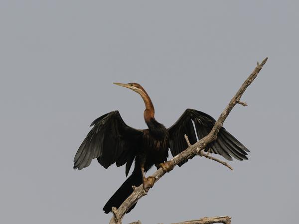<h3><a href="/trips/gambia/biota/animalia/chordata/aves/016 suliformes/004 anhingidae/anhinga rufa/anhinga rufa-en.html">Anhinga&nbsp;rufa</a> / African&nbsp;darter / Afrikaanse&nbsp;slangenhalsvogel</h3>OM-1 Mark II with OLYMPUS M.150-400mm F4.5, 1/2000 sec at F8.0, ISO 640, distance 26.2&nbsp;m